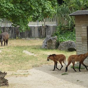 Lowland Tapir + Maned Wolves