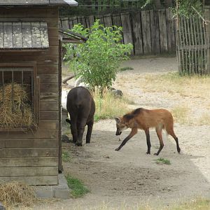 Lowland Tapir + Maned Wolf