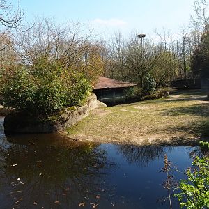 Second pygmy hippopotamus exhibit, 2019-03-30