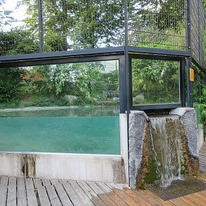 Pool in White Tiger Exhibit (currently no cats)