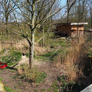 South African bat-eared fox exhibit, 2019-03-30