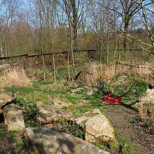South African bat-eared fox exhibit, 2019-03-30