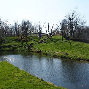 Western lowland gorilla and black-breasted mangabey, 2019-03-30