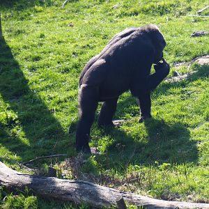 Western lowland gorilla (Gorilla gorilla gorilla), 2019-03-30