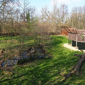 African lion exhibit, 2019-03-30