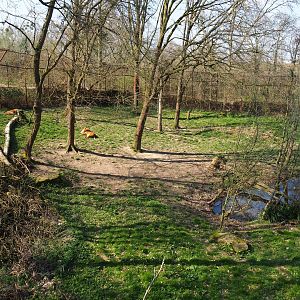 African lion exhibit, 2019-03-30