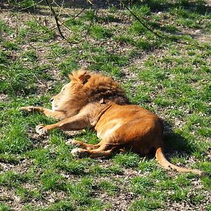 African lion (Panthera leo), 2019-03-30
