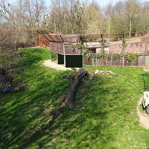 African lion exhibit, 2019-03-30