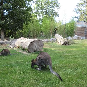 Eastern Grey Kangaroo/Bennett's Wallaby/Emu Exhibit