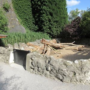 Indian Crested Porcupine Exhibit