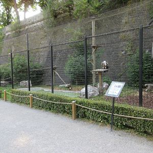 Griffon Vulture Exhibit