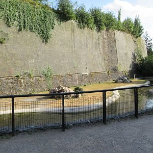 Common Hippo Exhibit