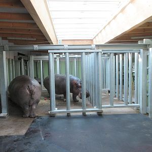 Common Hippo House (New in 2019)