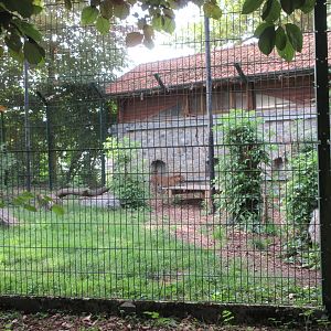 Sri Lankan Leopard Exhibit