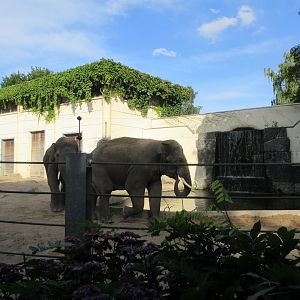 Asian Elephant Exhibit
