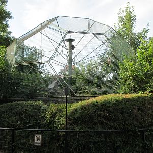 White-handed Gibbon Exhibit
