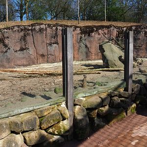 Meerkat - Indian crested porcupine exhibit, 2019-03-30