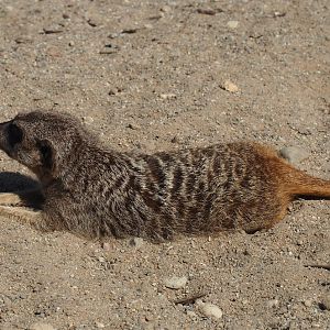 Meerkat (Suricata suricatta), 2019-03-30