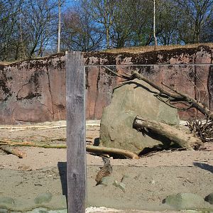 Meerkat - Indian crested porcupine exhibit, 2019-03-30