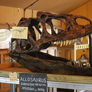 Allosaurus skull at one of the field-stations
