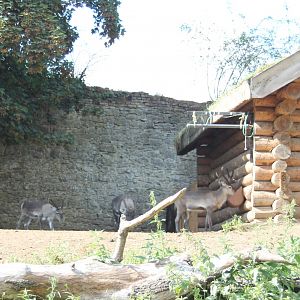 Reindeer-enclosure
