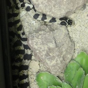 Snake ID