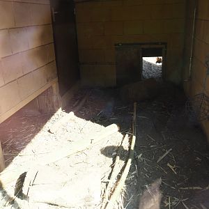 Indian crested porcupine indoor housing, 2019-03-30