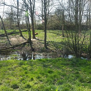 African lion exhibit, 2019-03-30