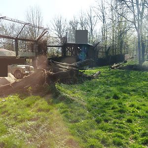 African lion exhibit, 2019-03-30