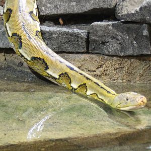 Reticulated python