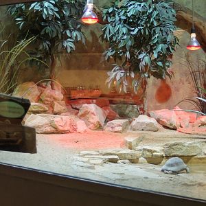 European reptile enclosure