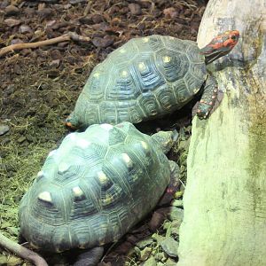 Red-footed tortoises