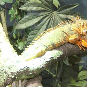 Green iguana