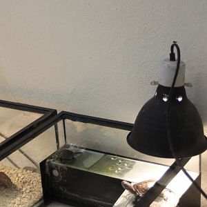 Raising-enclosure European pond tortoise