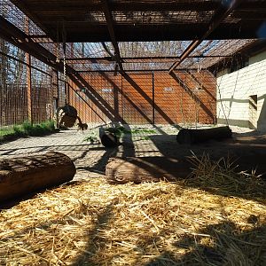 African lion separation cage, 2019-03-30