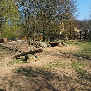 African hunting dog exhibit, 2019-03-30