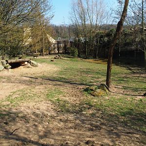 African hunting dog exhibit, 2019-03-30