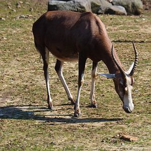 Blesbok (Damaliscus pygargus phillipsi), 2019-03-30