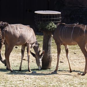 South African ostrich (Struthio camelus australis) and Greater kudu (Tragelaphus strepsiceros), 2019-03-30