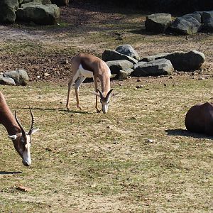 Blesbok (Damaliscus pygargus phillipsi) and Springbok (Antidorcas marsupialis), 2019-03-30