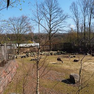 Savanna paddock, 2019-03-30