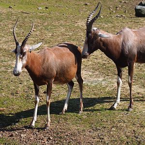 Blesboks (Damaliscus pygargus phillipsi), 2019-03-30