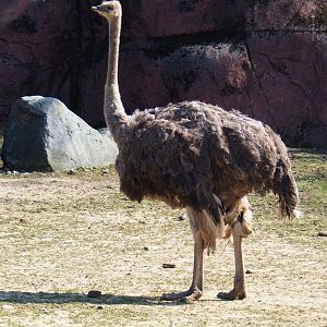 South African ostrich (Struthio camelus australis), 2019-03-30