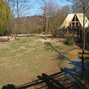 African hunting dog exhibit, 2019-03-30