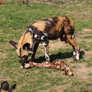 African hunting dog (Lycaon pictus) chewing on cow leg, 2019-03-30