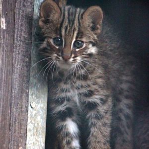 Amur leopard cat (Prionailurus bengalensis euptilurus) - kitten