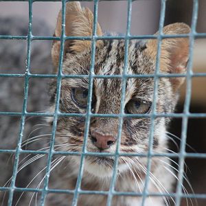 Amur leopard cat (Prionailurus bengalensis euptilurus)