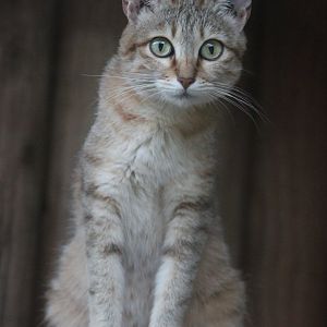 Gordon's wild cat (Felis silvestris gordoni)