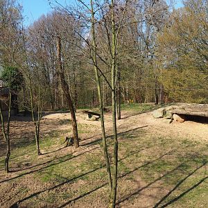 African hunting dog exhibit, 2019-03-30