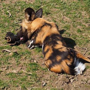 African hunting dog chewing on piece of cow skin, 2019-03-30